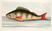 Pearch, from A Treatise on Fish and Fish-ponds, 1832