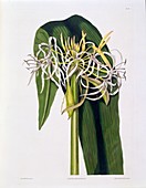 Crinum Declinatum, 1831-1834