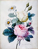 Bouquet of Roses with Daisies, 1834