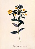 Yellow Loosestrife, c 1760 (hand coloured engraving)