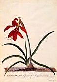 Lilio-Narcissus (Jacobean Lily), c1743