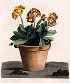 Auricula in a Pot, c1840s