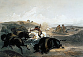 Indians Hunting the Bison, 1843