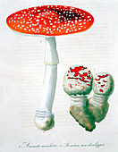 Fly Agaric mushroom, 1821