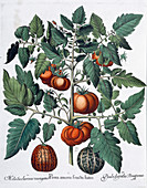 Tomatoes and melons, 1613
