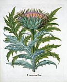 Cardoon, 1613