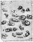 Studies of cats, 1513-1515