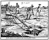 Khoikhois catching moles, South Africa, 18th century