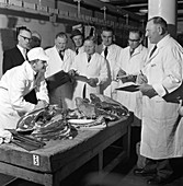 Apprentice butcher showing his work to judges, 1963