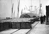 Coconut production, 20th century