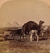 A Baby of the Desert, Egypt, 1896