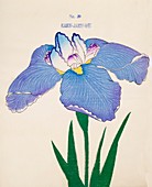 Kaku-Jaku-Ro, No 39, 1890, colour woodblock print