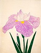 Tama-Usagi, No 98, 1890, colour woodblock print