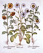 Oxe Eye Daisy and Crown Daisy, from 'Hortus Eystettensis'