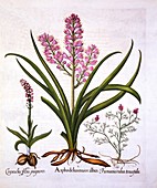 Asphodel, Burnt Orchid and Fumaria Spicata