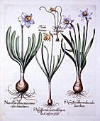 Various Narcissi, from 'Hortus Eystettensis'