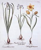 Narcissus, Tulip and Summer Snowflake