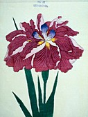 Japanese iris, illustration
