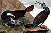 Common Cormorant, Phalacrocorax Carbo, 1845