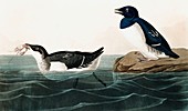 Little Auk, Uria Alle, 1845