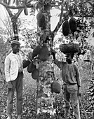 Jackfruit, Jamaica, c1905