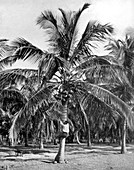 Picking coconuts, Jamaica, c1905