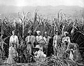 Sugar cane cutters, Jamaica, c1905