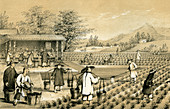 Culture and preparation of tea, China, 1847