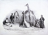 Giraffes at the Zoological Gardens, London, 1836