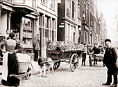 Dogcart, Antwerp, 1898