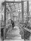 Charles Darwin, English naturalist, in his greenhouse