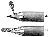 Pollen mass of Orchis mascula, 1899