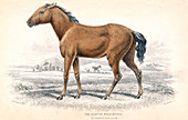 Tarpan, 1830