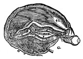 Rene Descartes' diagram of the human brain and eye, 1692