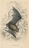 Natterer's bat, 1828