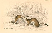 Stoat, member of the weasel family, 1828