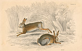 The Hare, 1828
