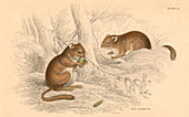 Common dormouse, hibernating rodent, 1828