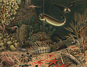 Deep sea scene with luminous fishes, 1903