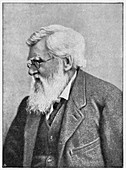 Alfred Russell Wallace, Welsh naturalist, c1895