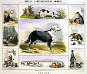 The Dog', c1850