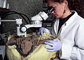 An archaeological conservator examining a skeleton