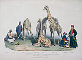 Zoological Gardens, Regent's Park, Marylebone, London, 1836