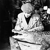 Taxidermist at work, 1951