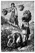Peasants gathering roses in Roumelia', c1890