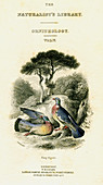 Ring Pigeon, 19th century
