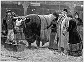 Prize bull, 1883