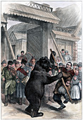 Performing bear in a Russian village, 1877