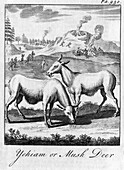 Yehiam or Musk Deer', c18th century