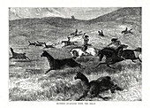 Hunting Guanacos with the Bolas', South America, 1877